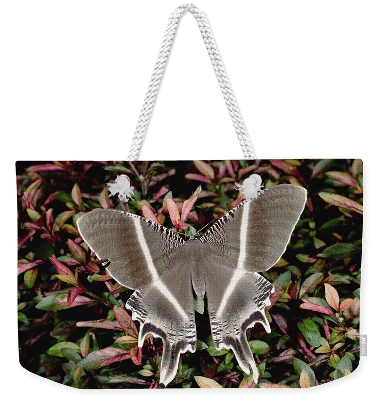 Mp Weekender Tote Bag featuring the photograph Swallowtail Moth Lyssa Menoetius by Konrad Wothe
