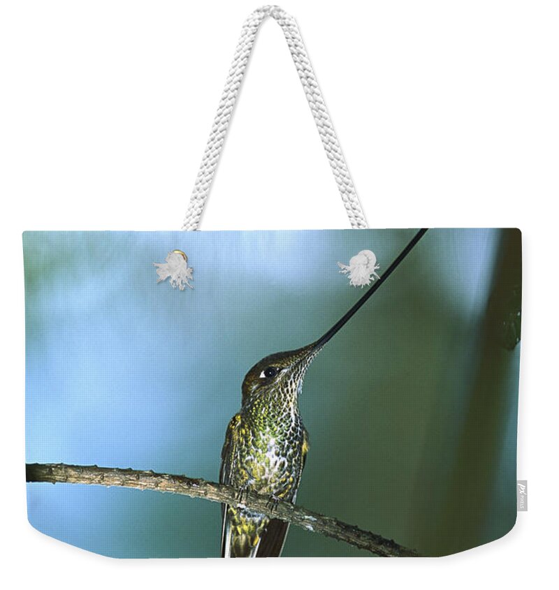 Mp Weekender Tote Bag featuring the photograph Sword-billed Hummingbird Ensifera by Tui De Roy