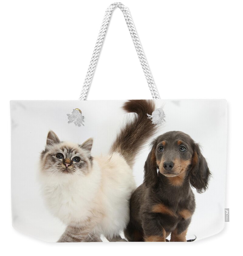 Animal Weekender Tote Bag featuring the photograph Tabby-point Birman And Dachshund Pup by Mark Taylor