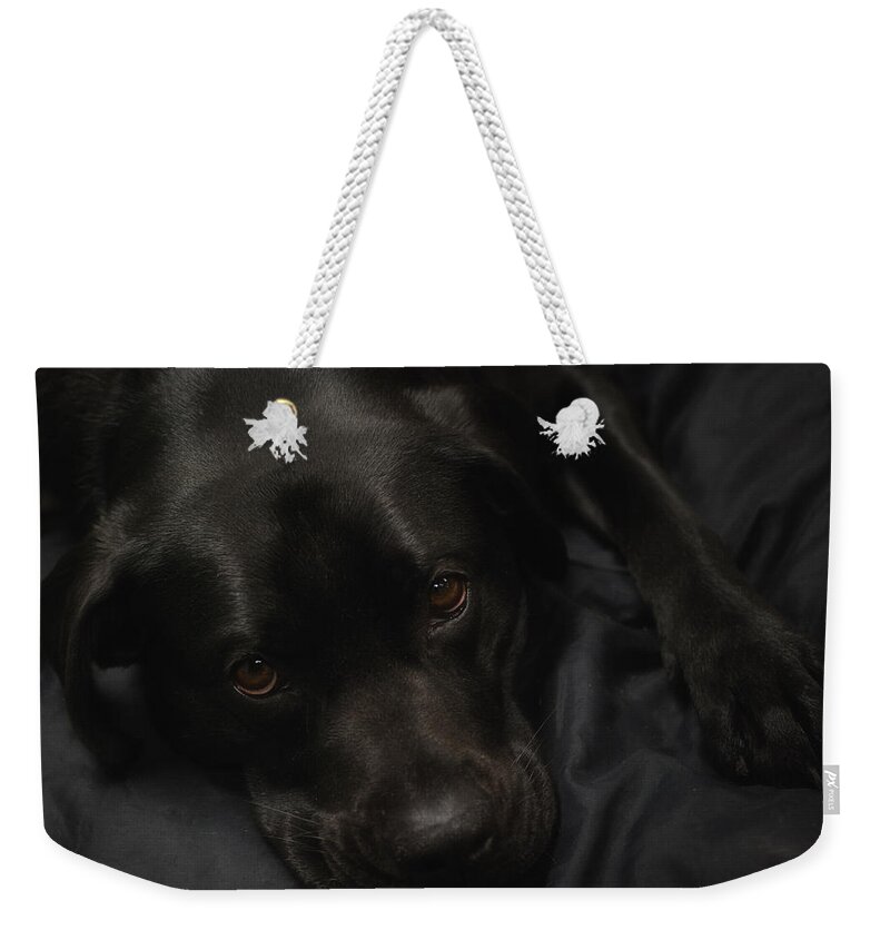 Dogs Weekender Tote Bag featuring the photograph The Beauty of Black by Sue Capuano
