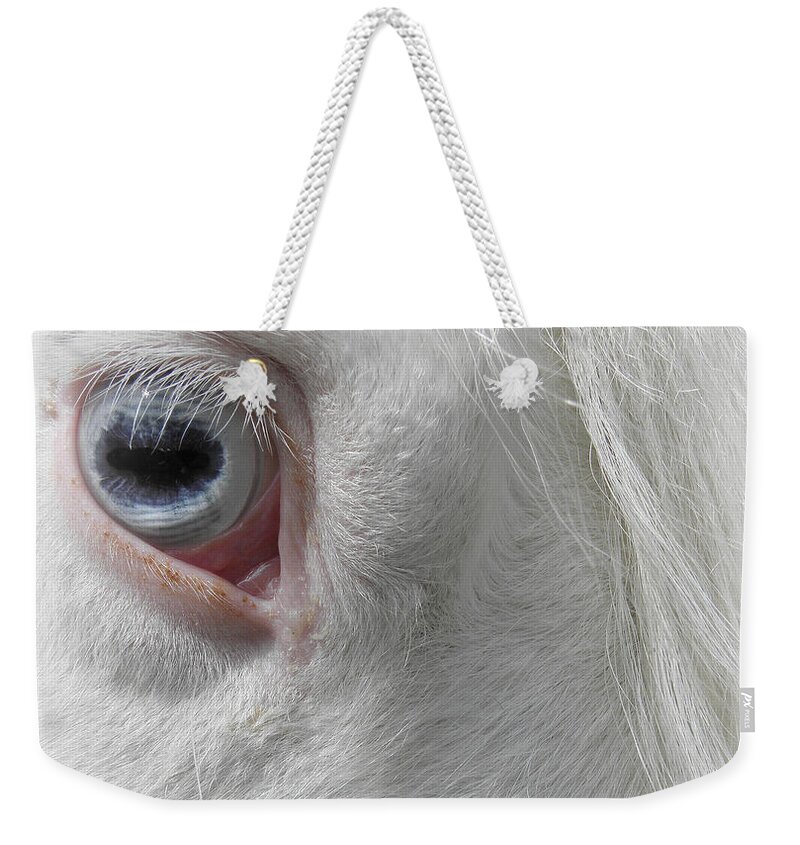 Horse Weekender Tote Bag featuring the photograph The eye of a Gypsy by Kim Galluzzo