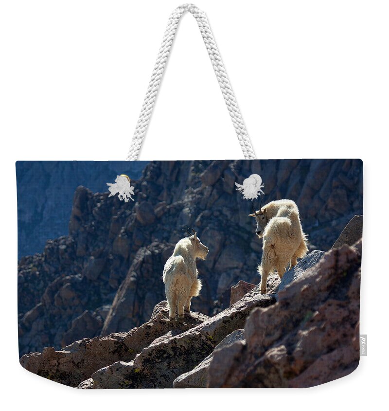 Mountain Goats; Posing; Group Photo; Baby Goat; Nature; Colorado; Crowd; Nature; Weekender Tote Bag featuring the photograph The Mountaineers by Jim Garrison