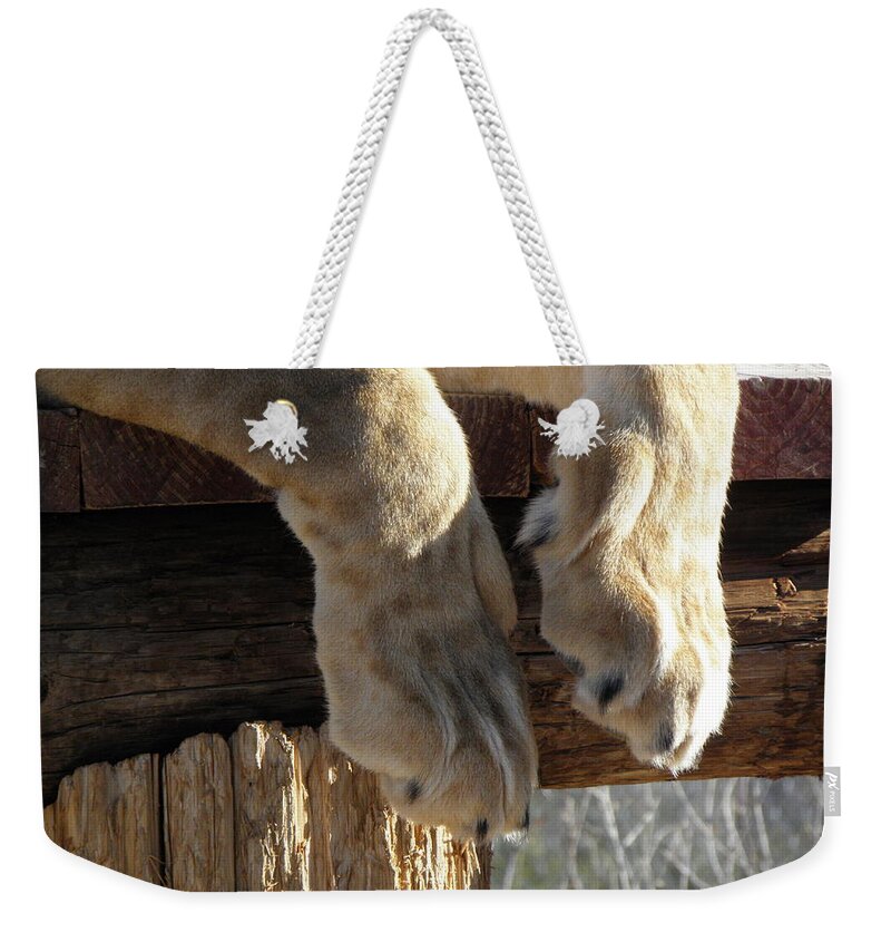 Lion Weekender Tote Bag featuring the photograph The power behind a Lioness by Kim Galluzzo Wozniak