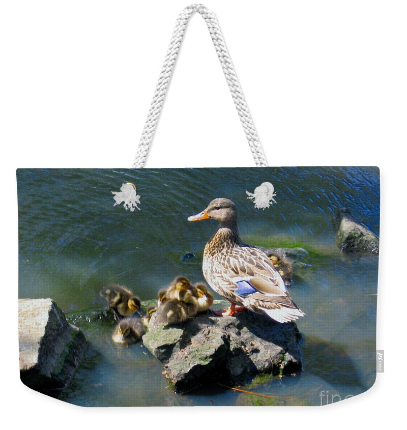 Ducks Weekender Tote Bag featuring the photograph The Swimming Lesson by Rory Siegel