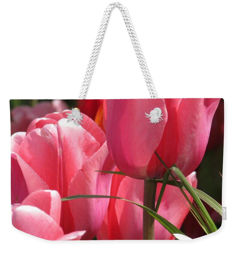 Tulips Weekender Tote Bag featuring the photograph There is Pink in Heaven by Rory Siegel