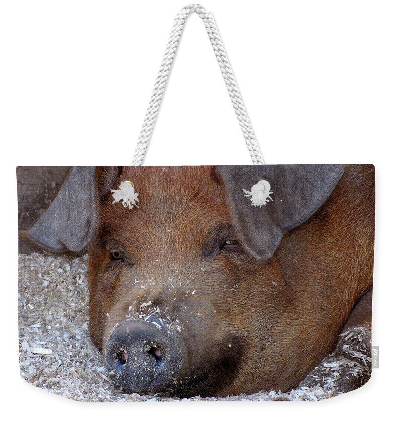 Pigs Weekender Tote Bag featuring the photograph This Little Piggy Took a Nap by Lori Lafargue