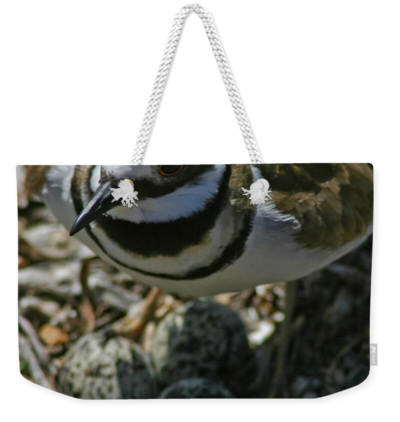 Bird Weekender Tote Bag featuring the photograph Three Eggs. by Mitch Shindelbower
