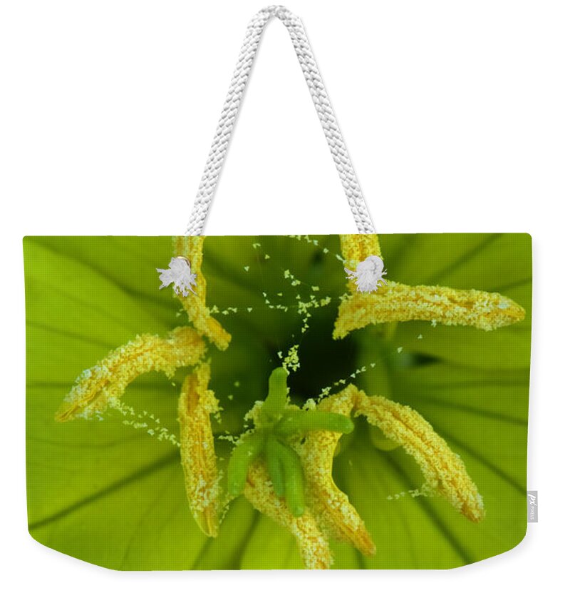 Oenothera Triloba Weekender Tote Bag featuring the photograph Three Lobed Evening Primrose by Daniel Reed