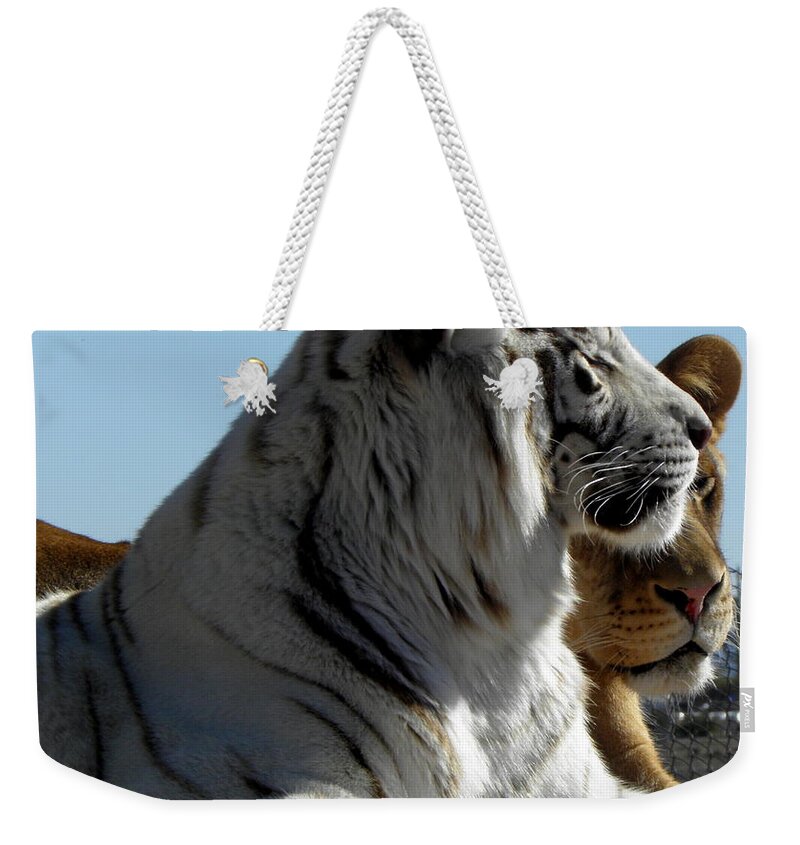 Tiger Weekender Tote Bag featuring the photograph Tiger and Lion friends by Kim Galluzzo