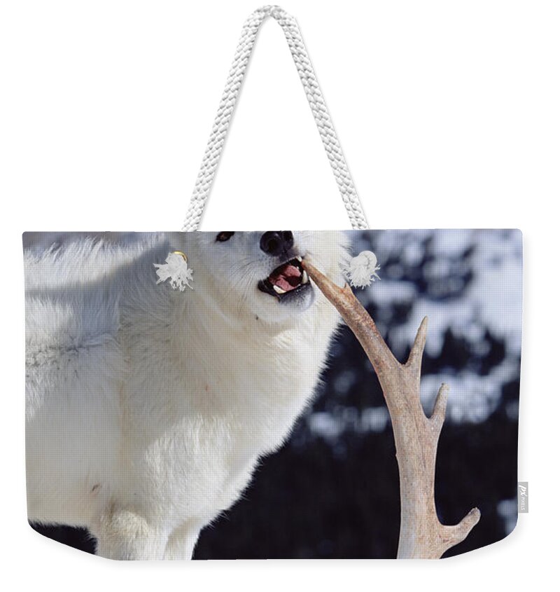 Mp Weekender Tote Bag featuring the photograph Timber Wolf Canis Lupus Chewing by Konrad Wothe