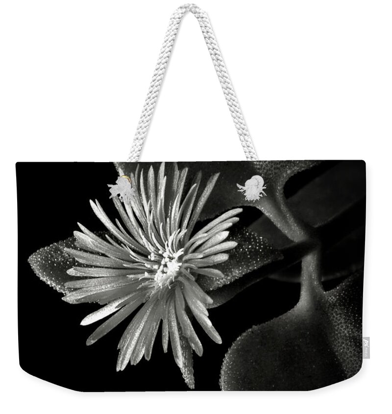 Flower Weekender Tote Bag featuring the photograph Tiny Ice Plant in Black and White by Endre Balogh