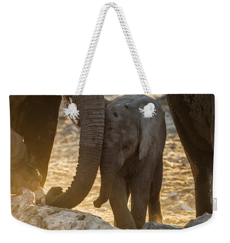 Action Weekender Tote Bag featuring the photograph Tiny trunk by Alistair Lyne