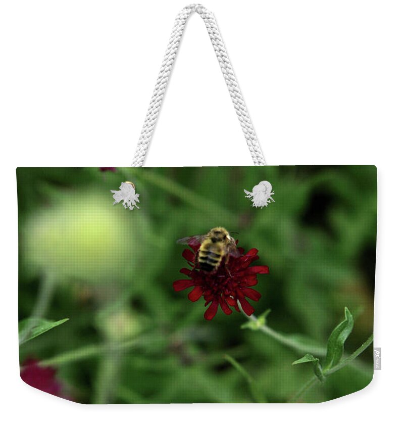 Bee Weekender Tote Bag featuring the photograph To Bee by Lorraine Devon Wilke