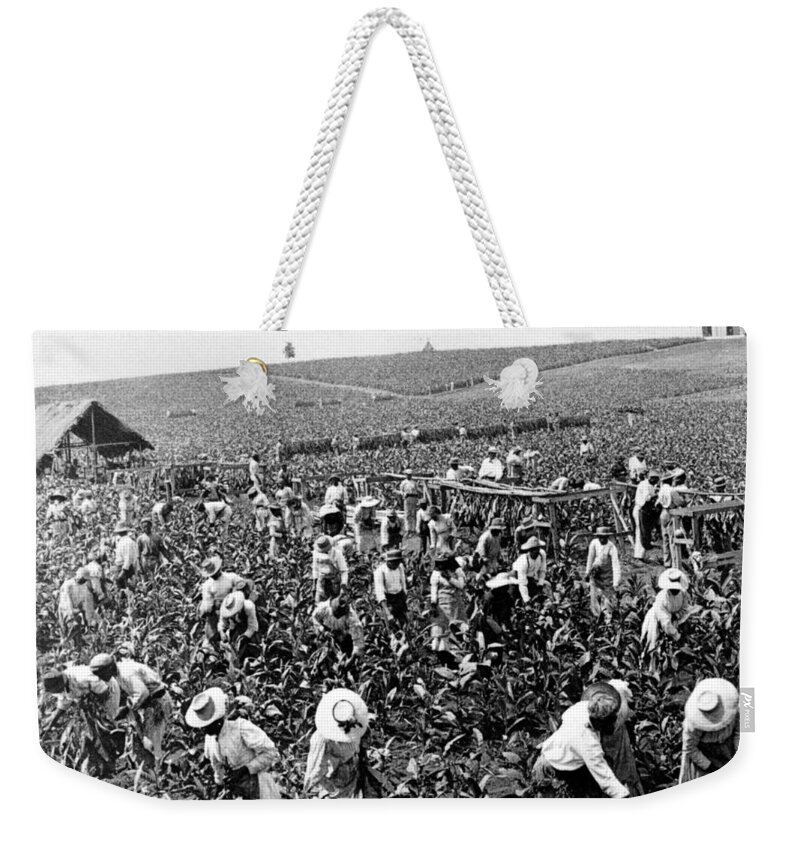 Jamaica Weekender Tote Bag featuring the photograph Tobacco Field in Montpelier - Jamaica - c 1900 by International Images