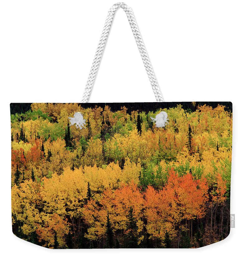 Nis Weekender Tote Bag featuring the photograph Trees In Fall Colors, Denali by Rob Reijnen
