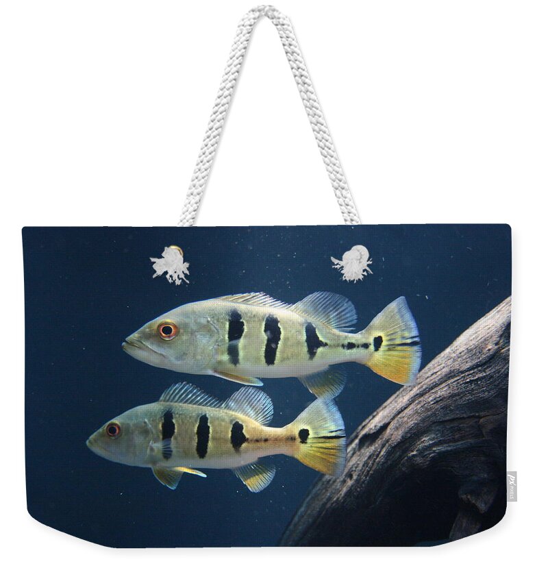 Jennifer Bright Art Weekender Tote Bag featuring the photograph Two Fish Not Blue Fish by Jennifer Bright Burr