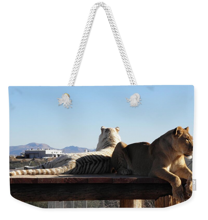 Lion Weekender Tote Bag featuring the photograph Two Gorgeous Females by Kim Galluzzo