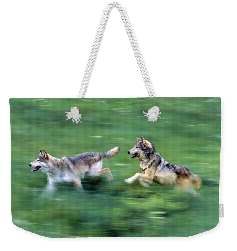 Outdoors Weekender Tote Bag featuring the photograph Two Wolves Running Through Meadow by Natural Selection David Ponton