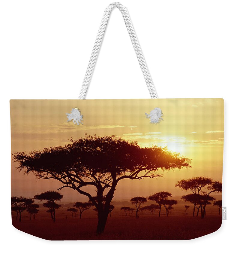 Mp Weekender Tote Bag featuring the photograph Umbrella Thorn Acacia Tortilis Trees by Gerry Ellis