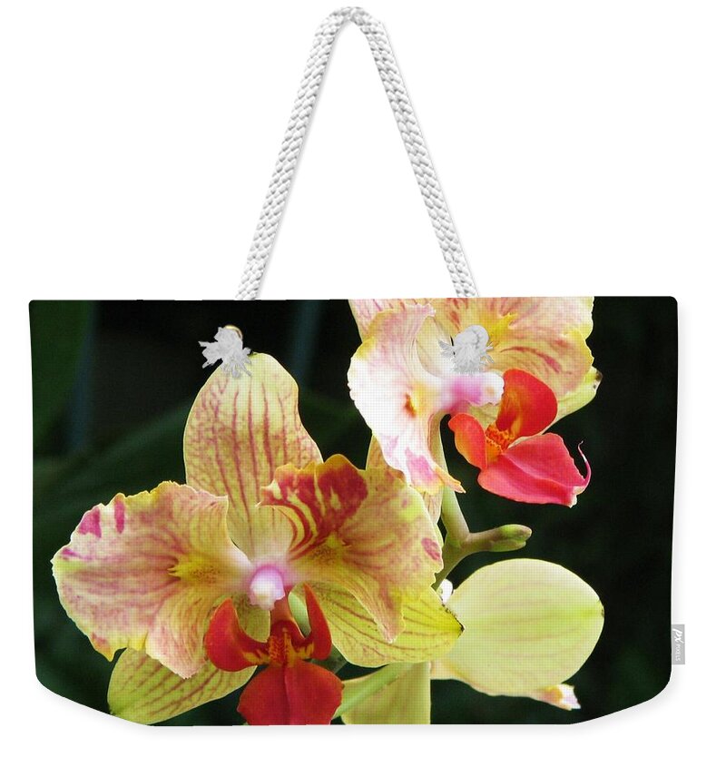 Orchid Weekender Tote Bag featuring the photograph Unusual Phalaenopsis by Michele Penner