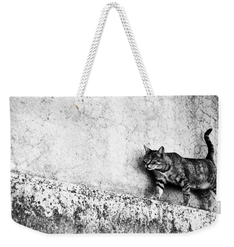 Cat Weekender Tote Bag featuring the photograph Walking on the wall by Laura Melis