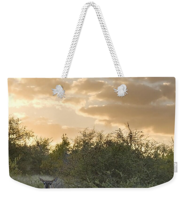 Mp Weekender Tote Bag featuring the photograph Waterbuck Kobus Ellipsiprymnus Mother by Matthias Breiter