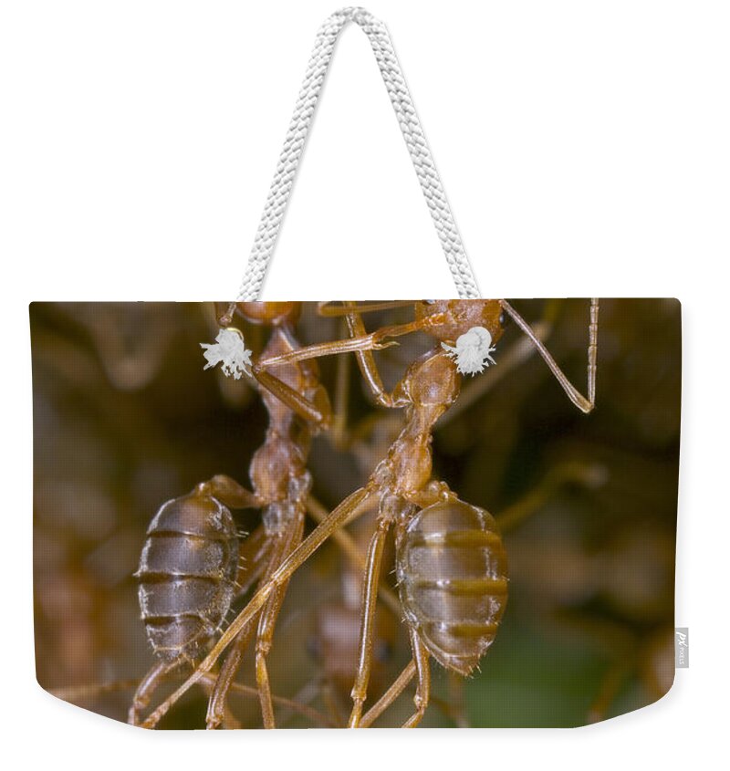 00298233 Weekender Tote Bag featuring the photograph Weaver Ant Workers Pulling Together by Piotr Naskrecki