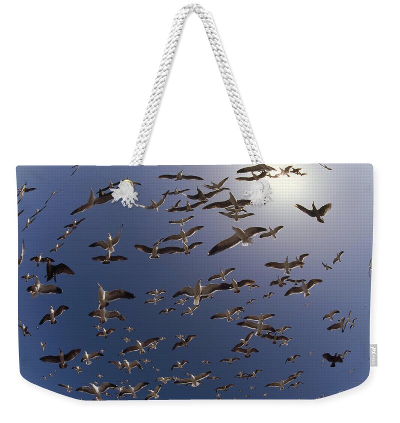 00173354 Weekender Tote Bag featuring the photograph Western Gull Flock Flying North America by Tim Fitzharris