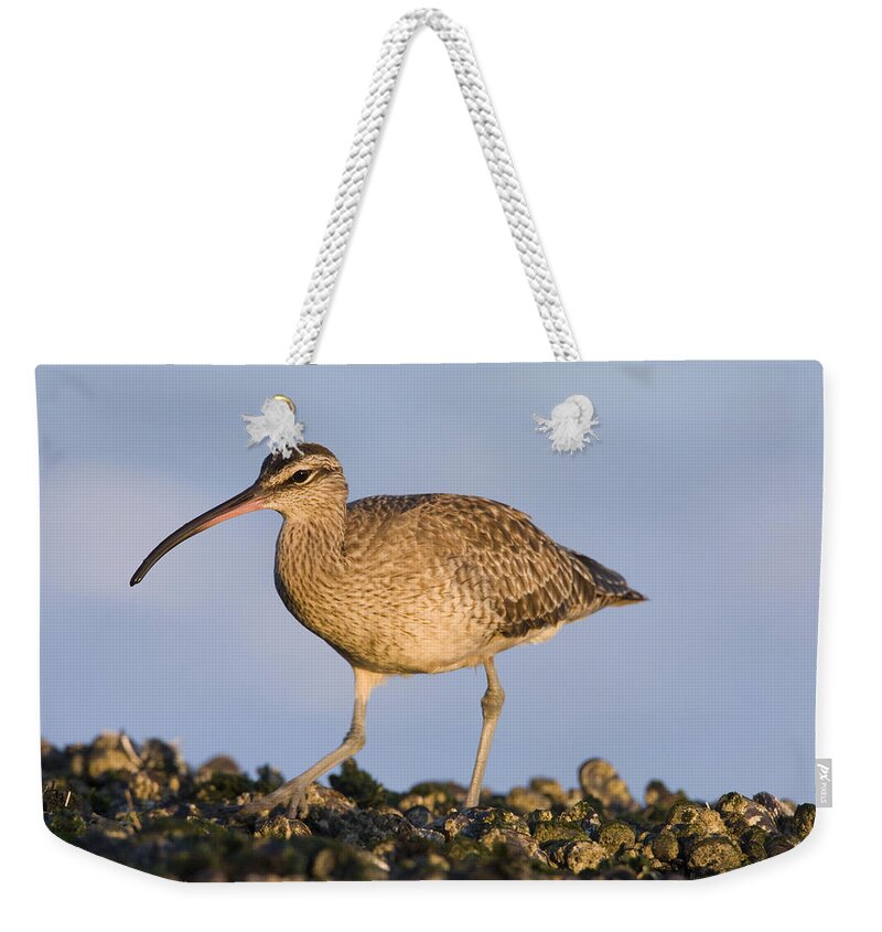 00439350 Weekender Tote Bag featuring the photograph Whimbrel Foraging Natural Bridges State by Sebastian Kennerknecht