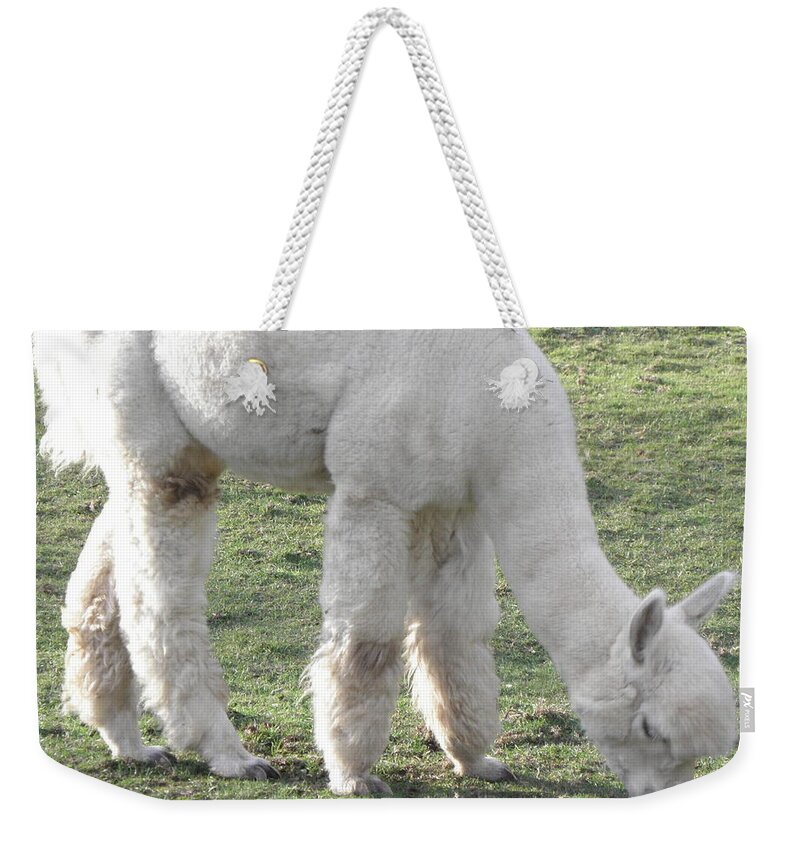 Alpaca Weekender Tote Bag featuring the photograph White Fluff by Kim Galluzzo