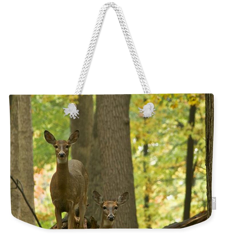 Animals Weekender Tote Bag featuring the photograph Whitetail and Autumn Woods 0158 by Michael Peychich