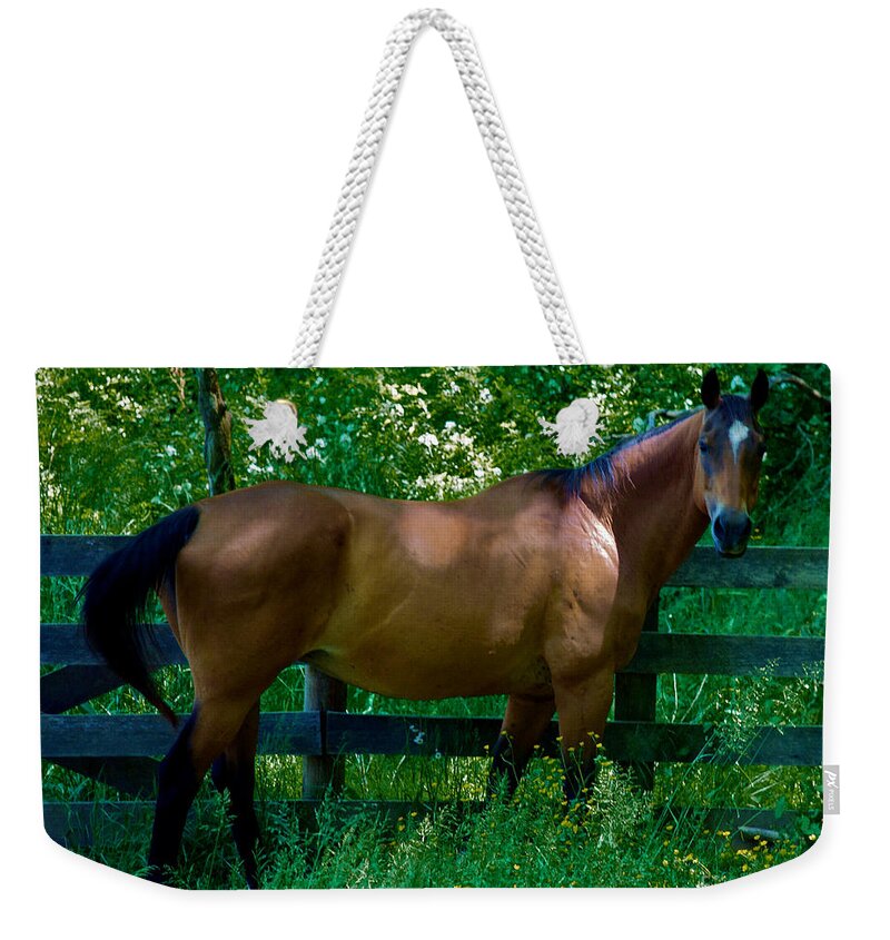 Horse Weekender Tote Bag featuring the photograph Who you looking at by Mark Dodd