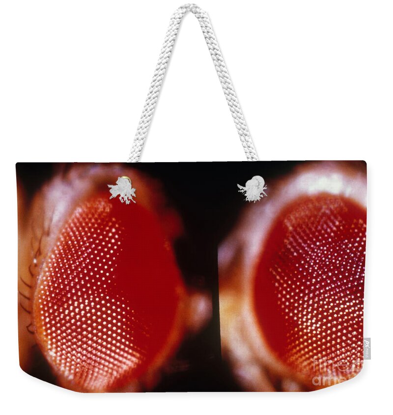Macro Photo Weekender Tote Bag featuring the photograph Wild & Vermillion Eyes Of Drosophila by Science Source