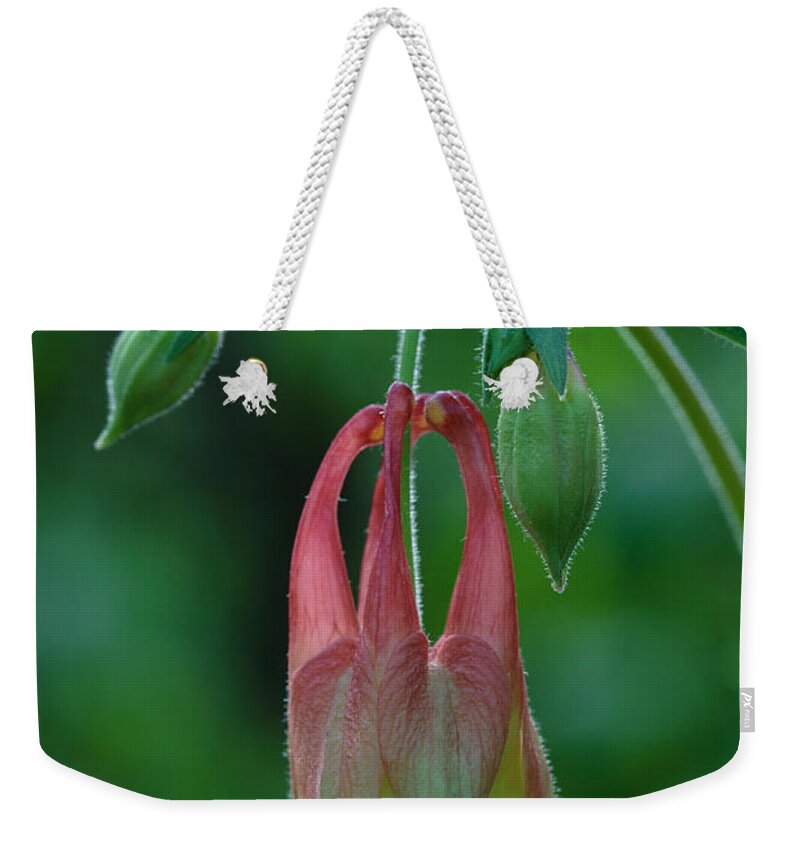 Aquilegia Canadensis Weekender Tote Bag featuring the photograph Wild Columbine Flower by Daniel Reed