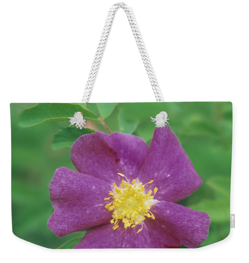 Light Weekender Tote Bag featuring the photograph Wild Rose by Darwin Wiggett