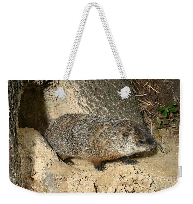 Fauna Weekender Tote Bag featuring the photograph Woodchuck by Ted Kinsman