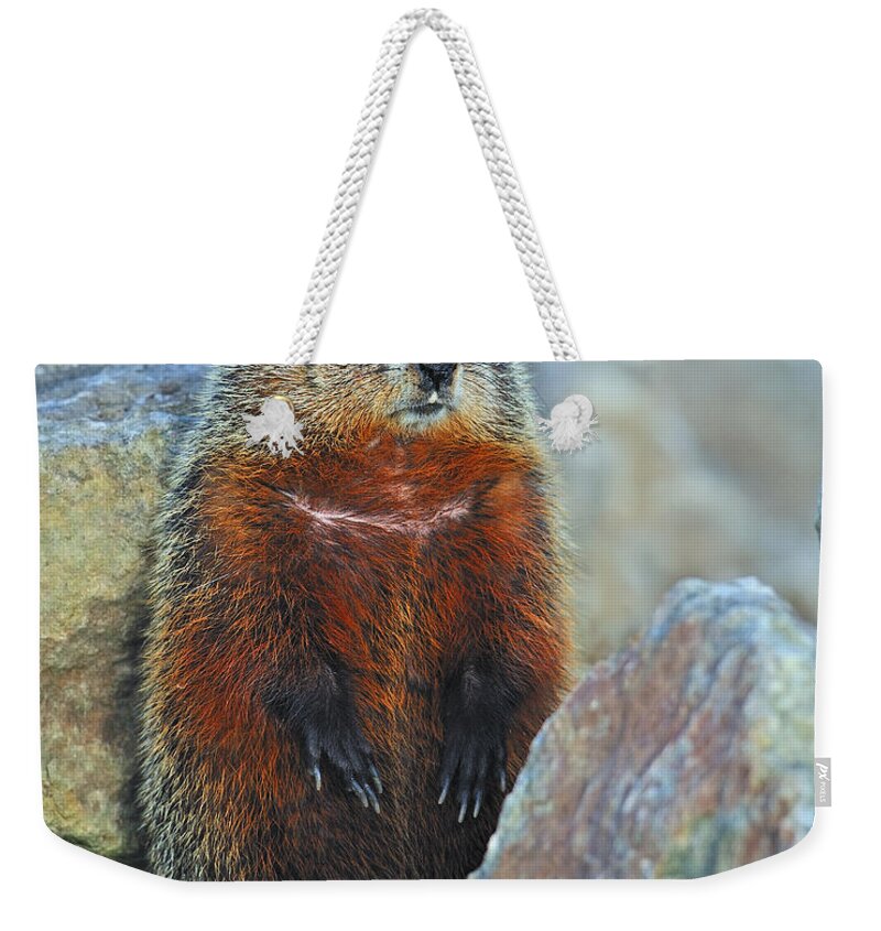 Groundhog Weekender Tote Bag featuring the photograph Woodchuck by Tony Beck