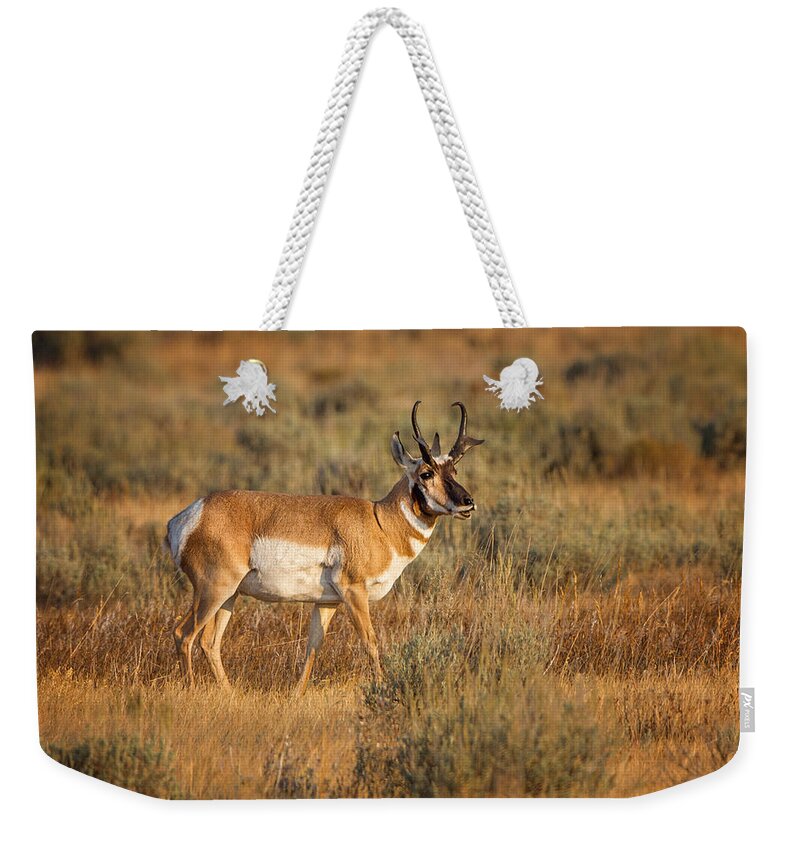 2012 Weekender Tote Bag featuring the photograph Wyoming Pronghorn by Ronald Lutz