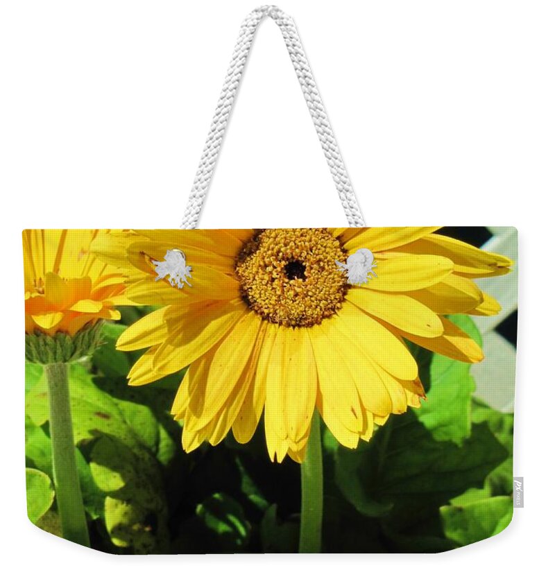 Daisy Weekender Tote Bag featuring the photograph Yellow blooming daisy by Michelle Powell