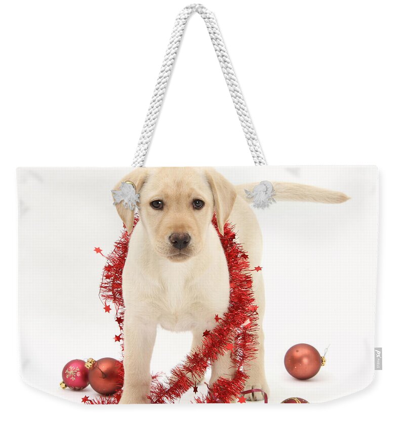 Animal Weekender Tote Bag featuring the photograph Yellow Lab Pup At Christmas by Mark Taylor
