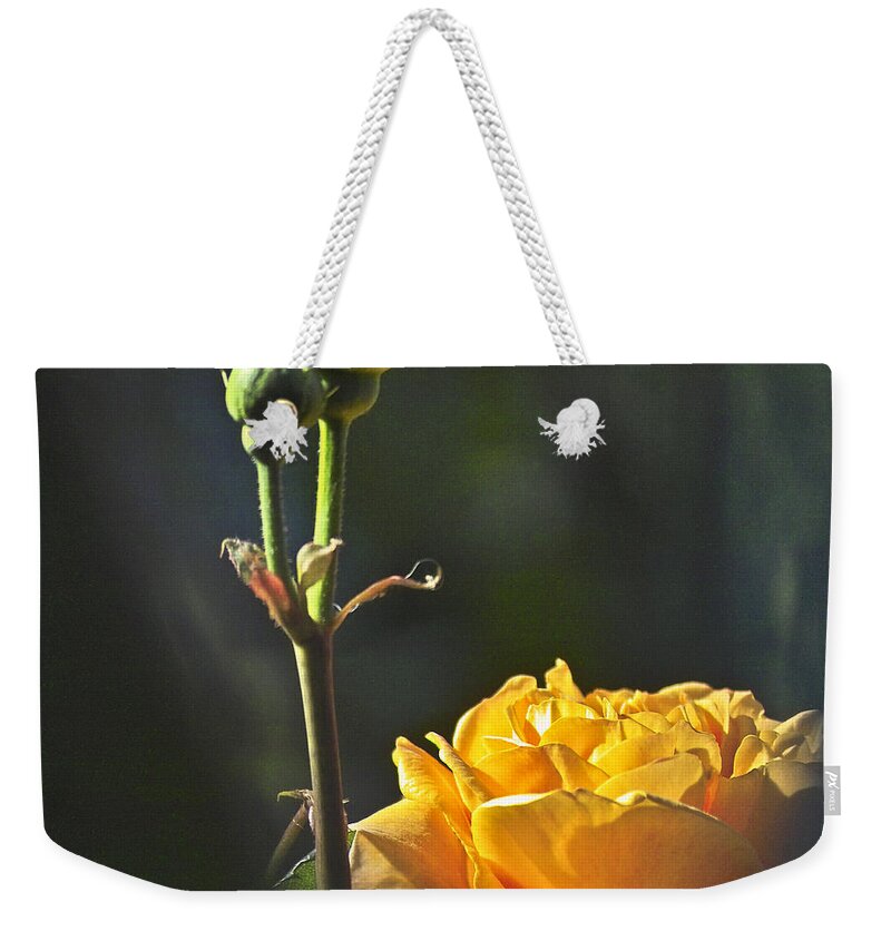 Rose Weekender Tote Bag featuring the photograph Yellow Rose by Heiko Koehrer-Wagner