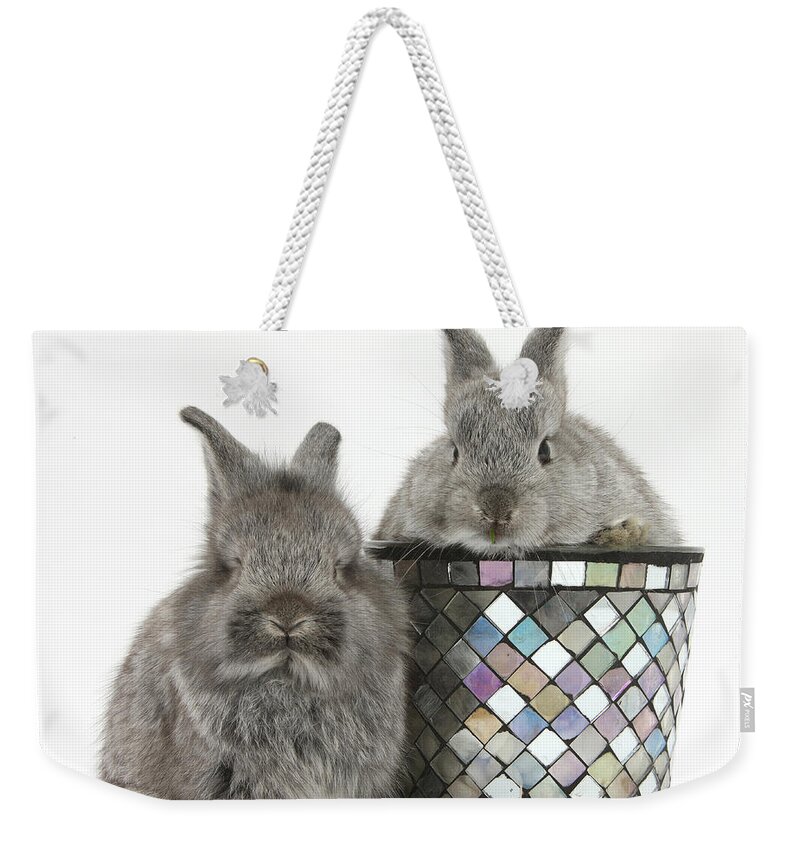 Nature Weekender Tote Bag featuring the photograph Young Silver Lionhead Rabbits by Mark Taylor