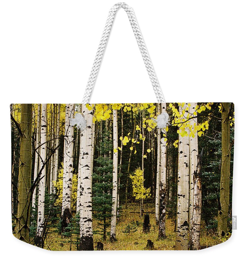 Red River Weekender Tote Bag featuring the photograph Aspen Grove In Upper Red River Valley by Ron Weathers