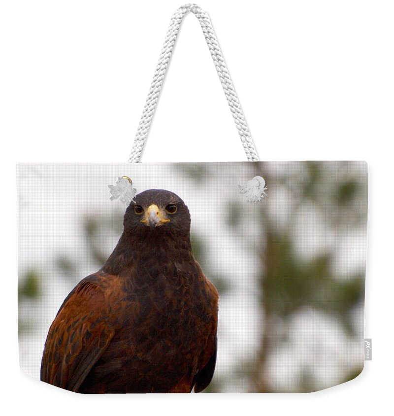 Lehtokukka Weekender Tote Bag featuring the photograph Harris's Hawk by Jouko Lehto