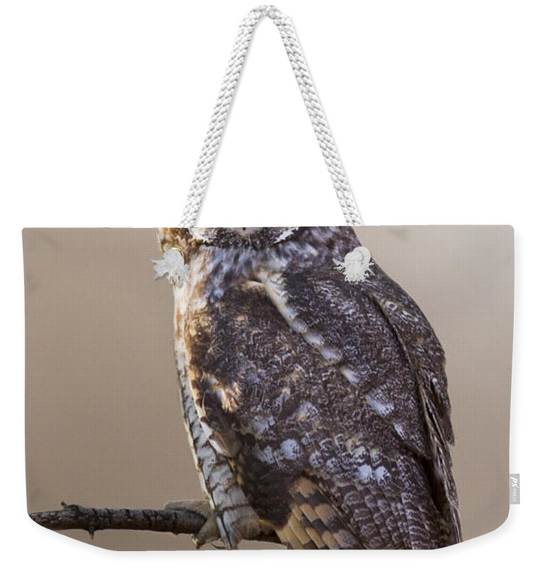 Bird Weekender Tote Bag featuring the photograph Long-eared Owl #1 by Mircea Costina Photography