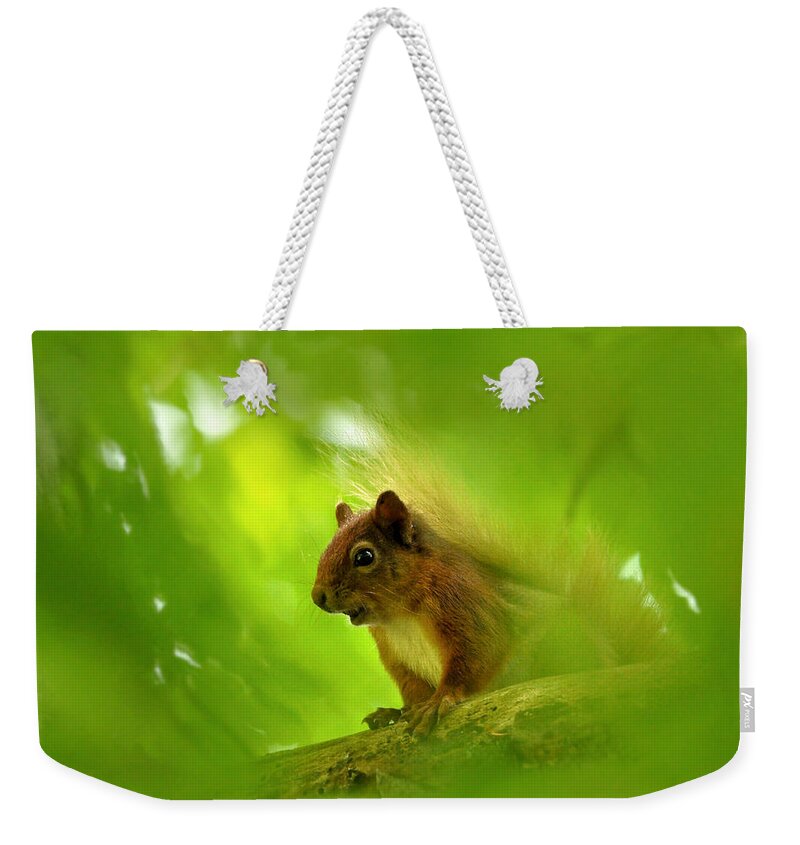 Squirrel Weekender Tote Bag featuring the photograph Red Squirrel by Gavin Macrae