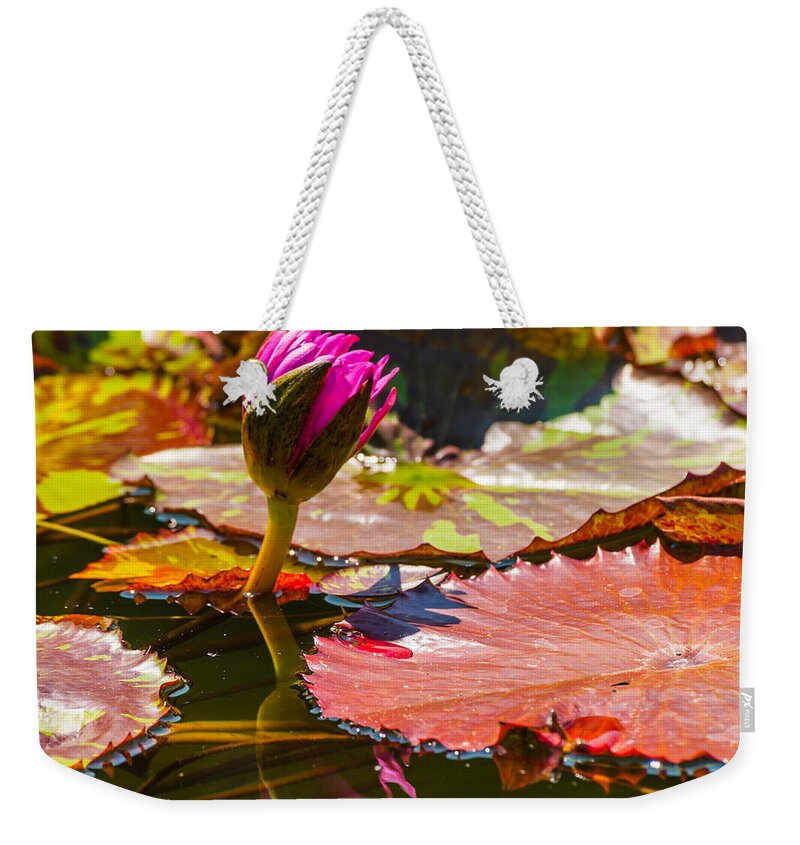Water Lilly Weekender Tote Bag featuring the photograph The Lilly of the Pad by Charles McCleanon
