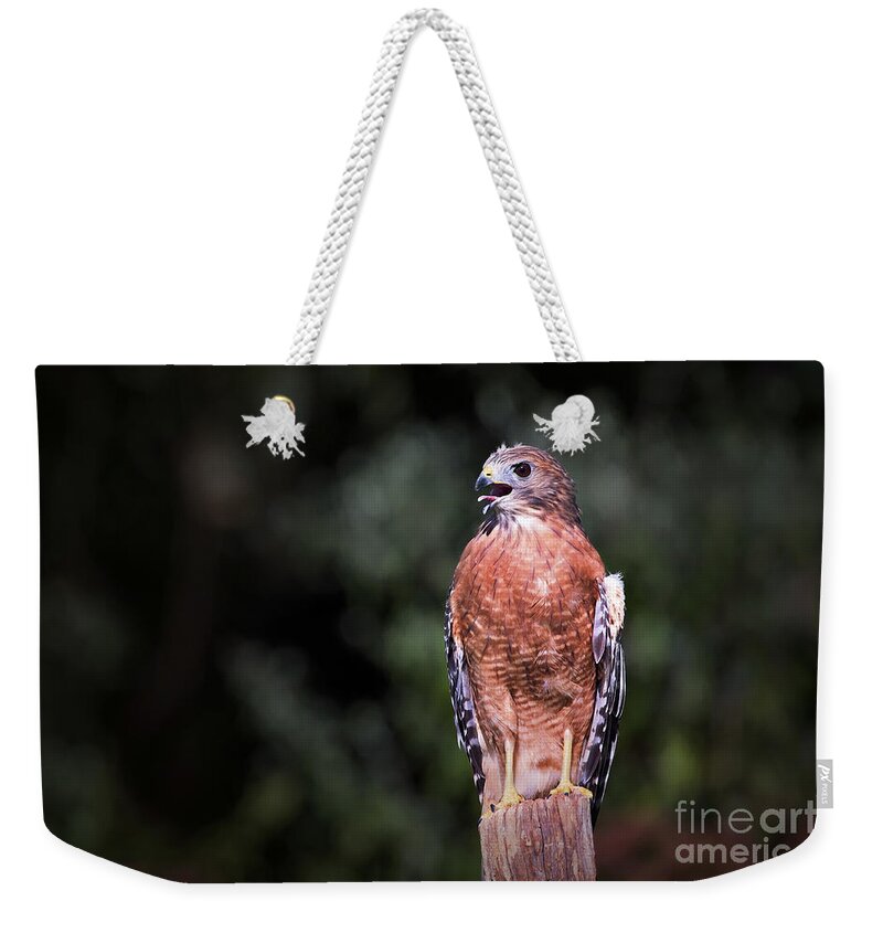 Hawk Weekender Tote Bag featuring the photograph This Is My Best Side by Sharon McConnell