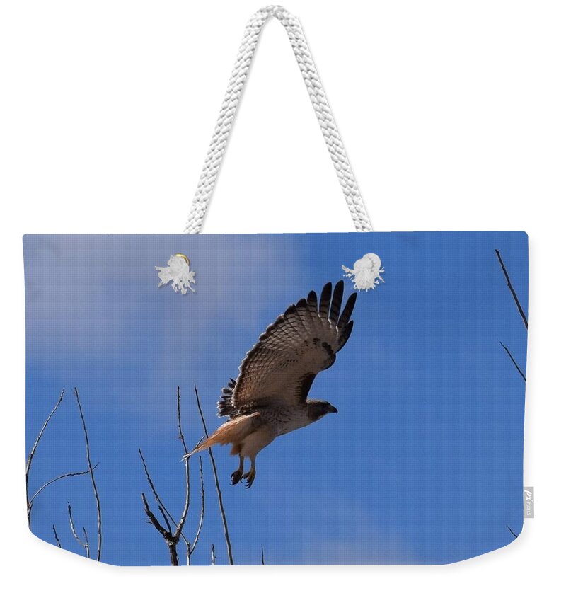 Hawk Weekender Tote Bag featuring the photograph Red Tail Hawk Female Tower Rd Denver #1 by Margarethe Binkley