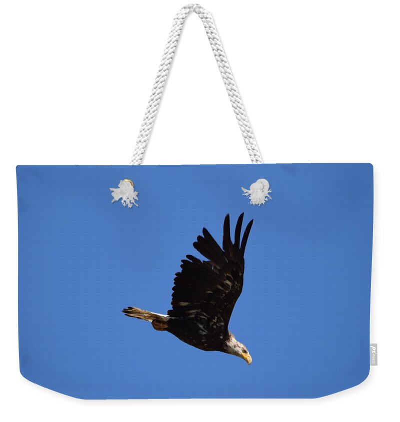 Bald Eagle Juvenile Weekender Tote Bag featuring the photograph Bald Eagle Juvenile Burgess Res CO #2 by Margarethe Binkley